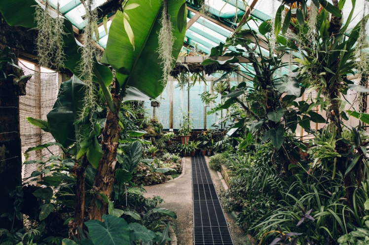 Gilbert Orchid House, Winterbourne House and Garden photograph by Haarkon