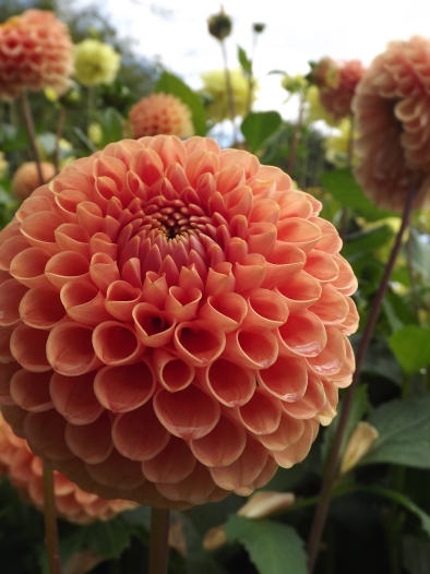 Dahlia 'Amberglow', Winterbourne House and Garden, Digging for Dirt