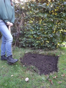 Lawn repair, Winterbourne House and Garden, Digging for Dirt
