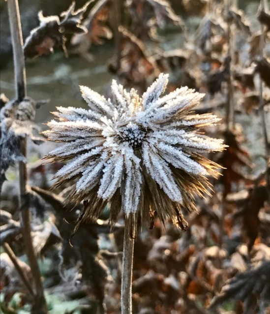 Eryngium seed head, photograph by Marie Belfort, Winterbourne House and Garden, Digging for Dirt